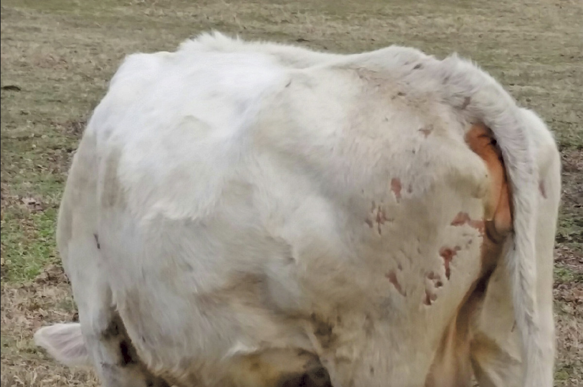 59300-omeara-cow.jpg
