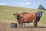 59305-lundy-woolfork-supplement-feeder.jpg