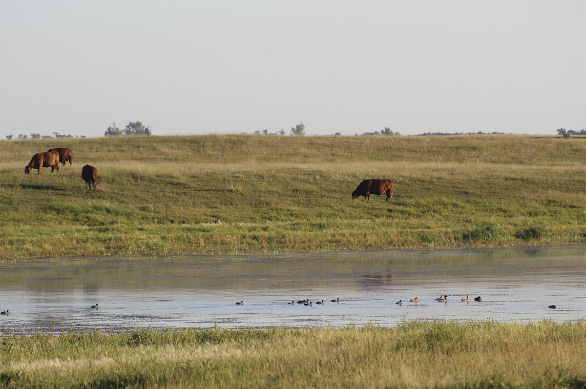 59326-hanson-SD-grazing-wetland-Bruce-Toay.jpg