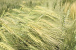 59310-spackman-wheat-staff.jpg
