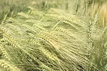 59310-spackman-wheat-staff.jpg