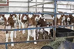 59330-weary-calf-group-dixon.jpg