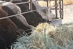 59389-derksen-feedbunk.jpg