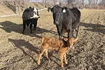 59423-louder-cow-calf.jpg