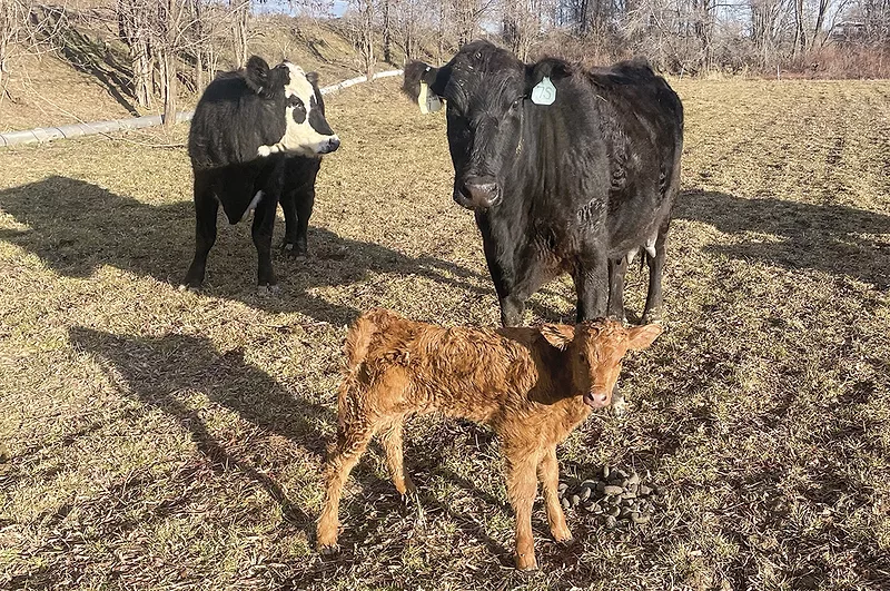 59423-louder-cow-calf.jpg 59423-louder-cow-calf.jpg