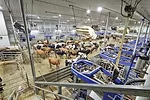 59422-french-robot-1.jpg