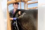 59432-robinson-vet.jpg