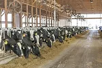 59468-schmitz-birds-hurty.jpg
