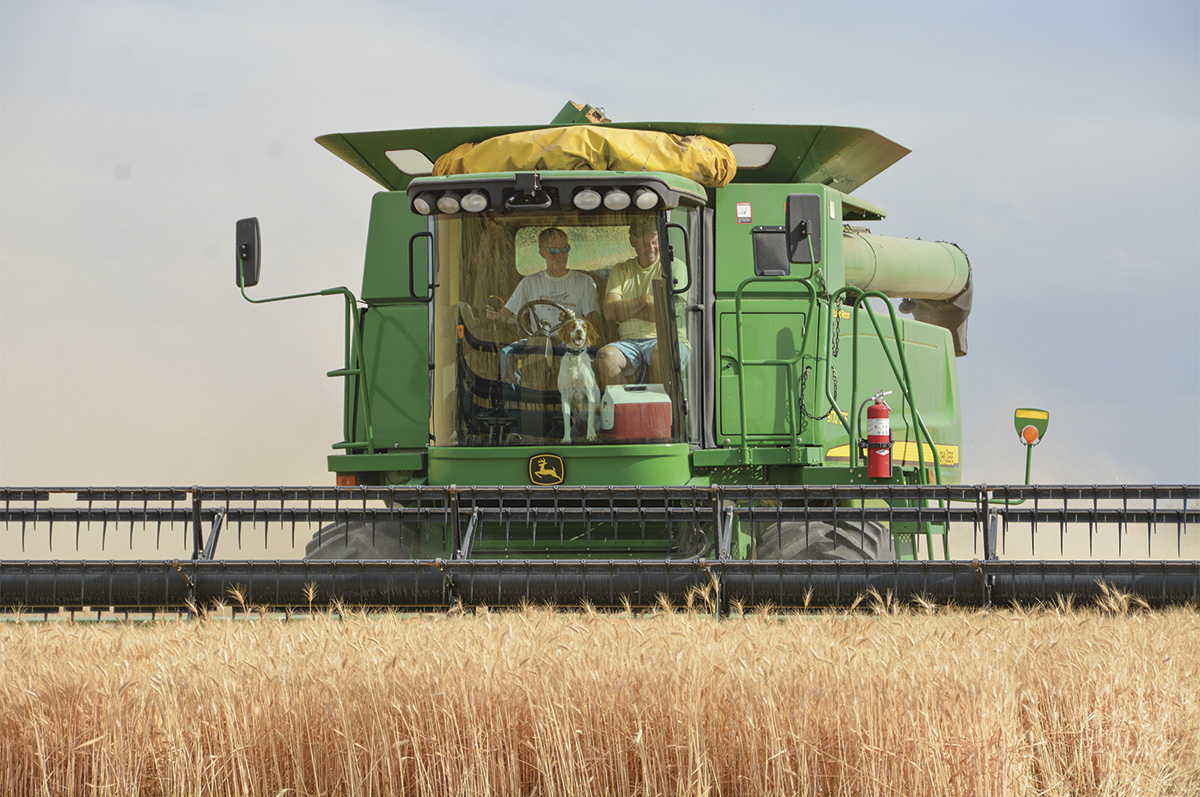 59478-mccarthy-white-wheat3.jpg