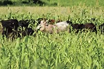 59462-cummins-3.jpg