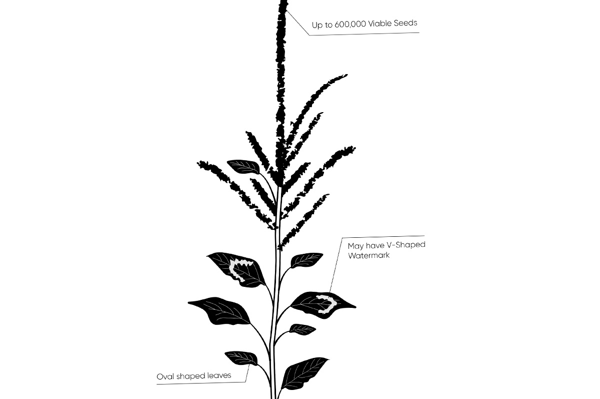 59514-lawrence-palmeramaranth.jpg