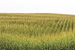 59522-george-corn.jpg