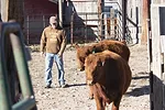 59526-yost-stockmanship.jpg