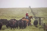 59555-george-boehringer-pasture.jpg
