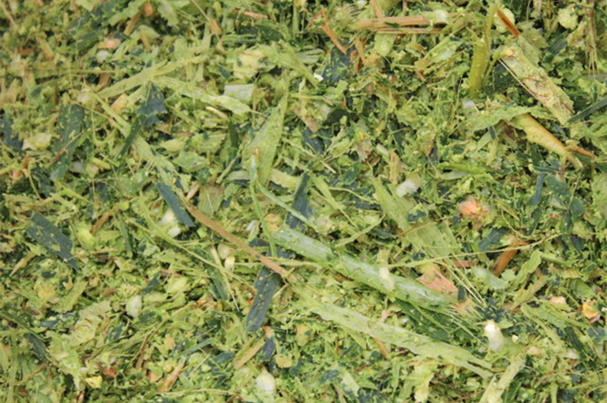 59560-rock-river-laboratory-corn-silage-closeup.jpg