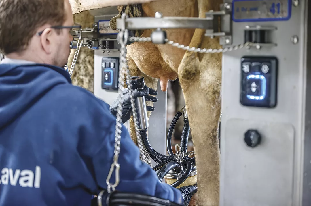 59567-jones-milking.jpg