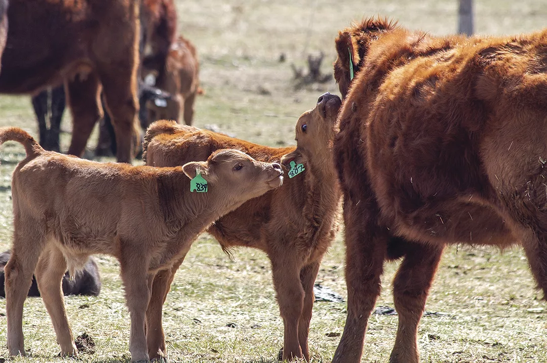 59589-meteer-calves.jpg