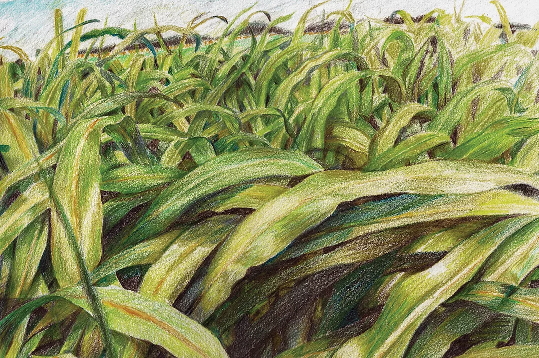 59577-lane-sorghum-sudangrass.coreylewis.jpg