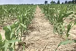 59687-firestone-weedcontrol.jpg