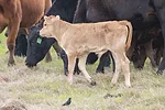 59692-krueger-cow-calf.jpg