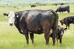 59731-crawford-graze-staff.jpg