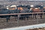 59737-frantz-feedlot.jpg