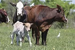 59754-scheaffer-calf.jpg