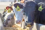 59767-marchant-2.jpg
