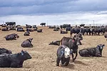 59770-marchant-feedlot-staff.jpg