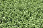 59848-undersander-alfalfa-grass-mixture.jpg