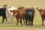 59882-cassady-yearlings-getty.jpg