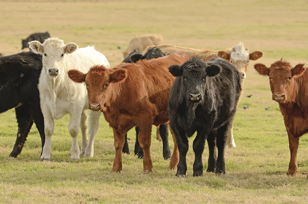 59882-cassady-yearlings-getty.jpg
