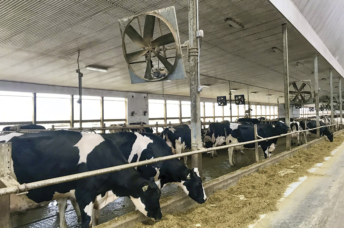 cornell-fans-post-feedbunk-1.jpg