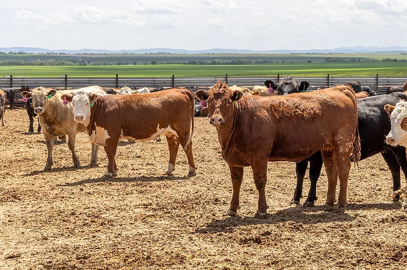 59974-dahlke-feedlot-dixon.jpg 59974-dahlke-feedlot-dixon.jpg