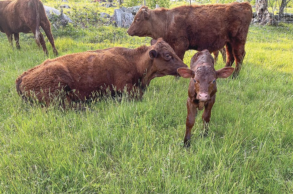 Best handling techniques for preparing beef cattle for slaughter | Ag Proud