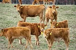 60063-mercer-calves.jpg