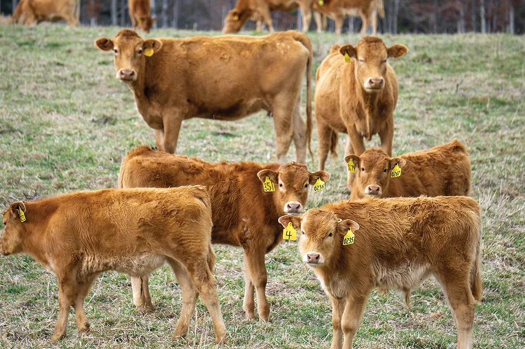 60063-mercer-calves.jpg
