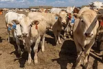 60075-perry-calves.jpg