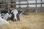 60092-mion-holstein.1297.jpg
