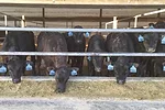60096-trennepohl-bif-calves.jpg
