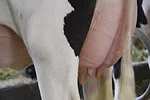 60053-cooper-udder-2.jpg