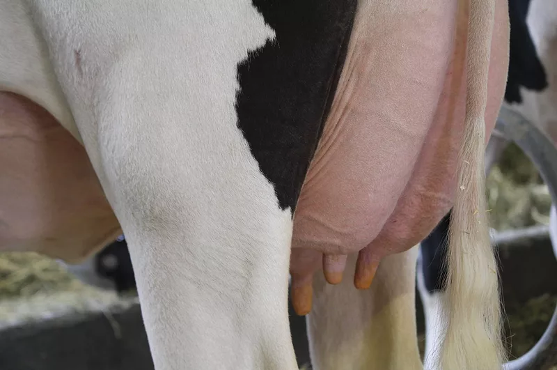 60053-cooper-udder-2.jpg 60053-cooper-udder-2.jpg