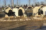 60181-reuscher-calves-eating.jpg