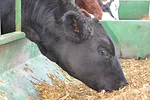 60217-george-1.jpg