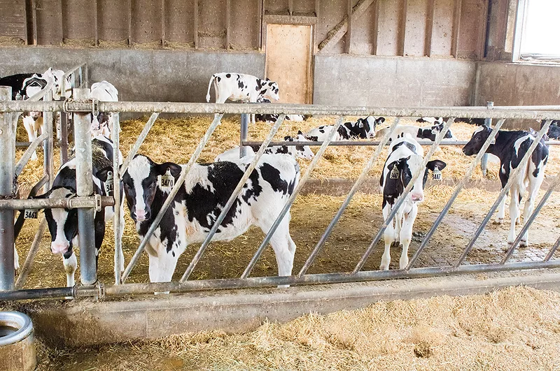 60242-louder-calves.jpg 60242-louder-calves.jpg