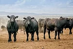 60372-dempsey-bulls.jpg