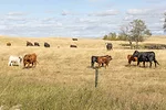 60482-sanderson-cow-calf-dixon.jpg