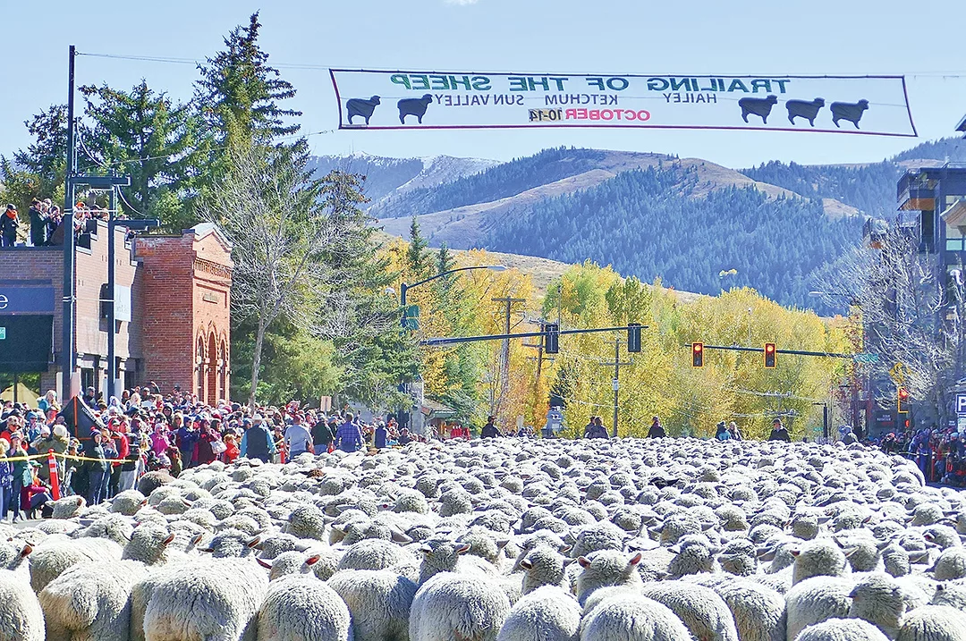 60490-vargovich-sheep-sign-Carol-Waller.jpg
