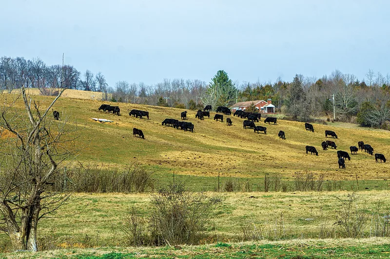 60488-george-cattle-on-hill.jpg 60488-george-cattle-on-hill.jpg