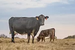60554-wyffels-cow-calf-getty.jpg